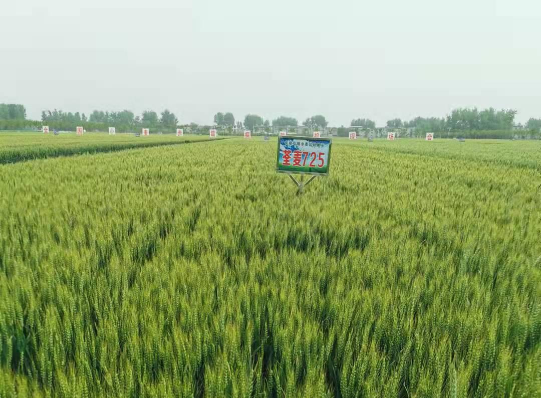 1、荃麥725.jpg